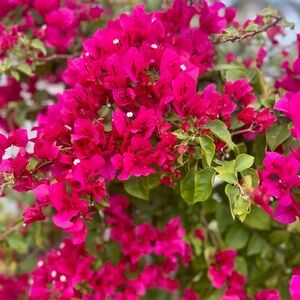 Meet your Posher, Tricia